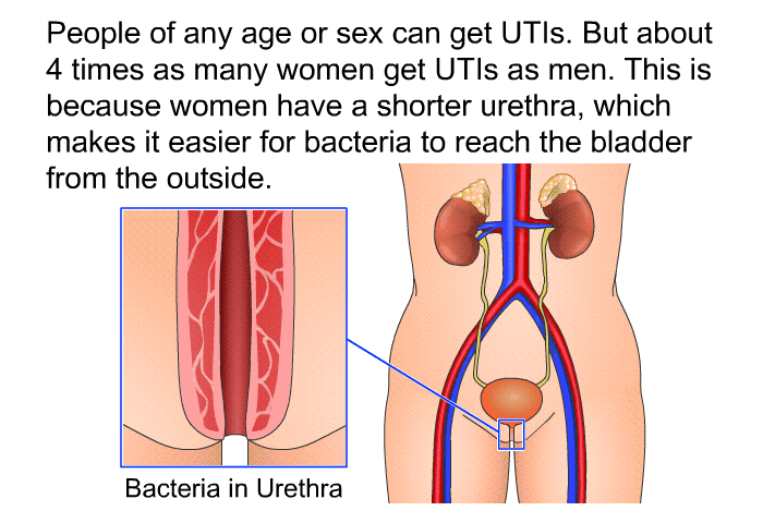 People of any age or sex can get UTIs. But about 4 times as many women get UTIs as men. This is because women have a shorter urethra, which makes it easier for bacteria to reach the bladder from the outside.