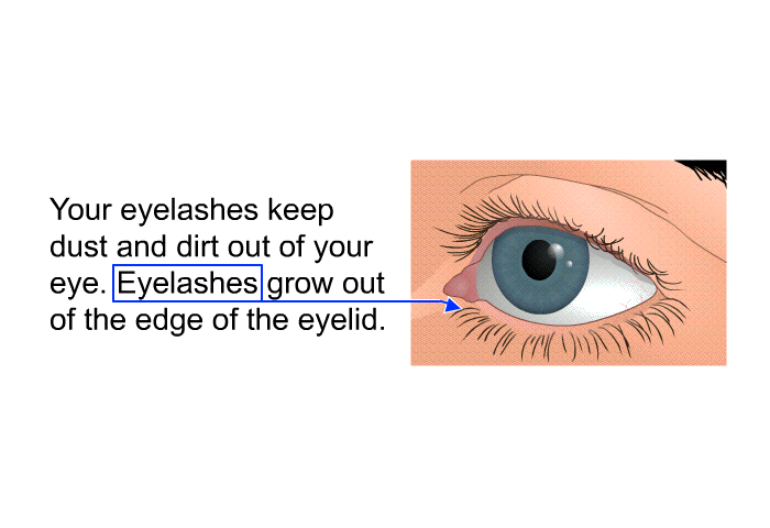 Your eyelashes keep dust and dirt out of your eye. Eyelashes grow out of the edge of the eyelid.