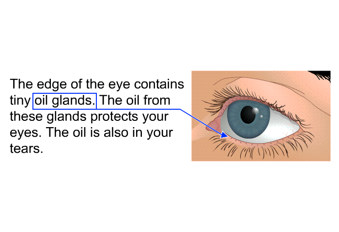 The edge of the eye contains tiny oil glands. The oil from these glands protects your eyes. The oil is also in your tears.