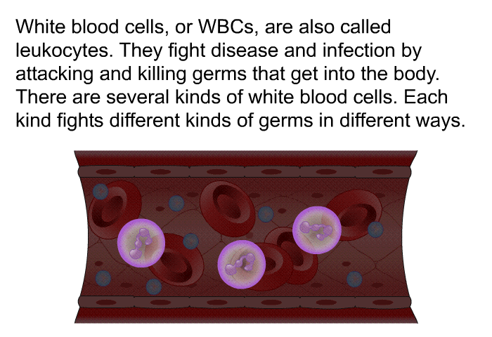 White blood cells, or WBCs, are also called leukocytes. They fight disease and infection by attacking and killing germs that get into the body. There are several kinds of white blood cells. Each kind fights different kinds of germs in different ways.