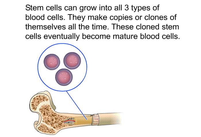 Stem cells can grow into all 3 types of blood cells. They make copies or clones of themselves all the time. These cloned stem cells eventually become mature blood cells.
