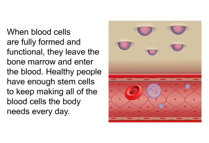 When blood cells are fully formed and functional, they leave the bone marrow and enter the blood. Healthy people have enough stem cells to keep making all of the blood cells the body needs every day.