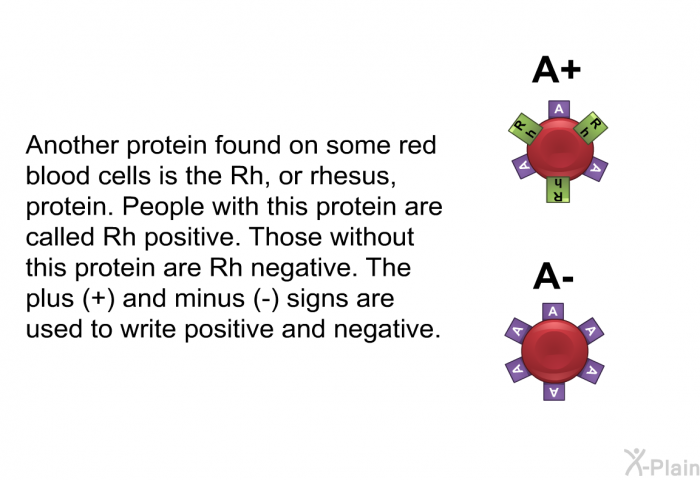 Another protein found on some red blood cells is the Rh, or rhesus, protein. People with this protein are called Rh positive. Those without this protein are Rh negative. The plus (+) and minus (-) signs are used to write positive and negative.