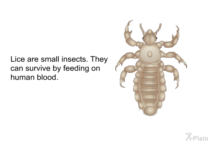Lice are small insects. They can survive by feeding on human blood.