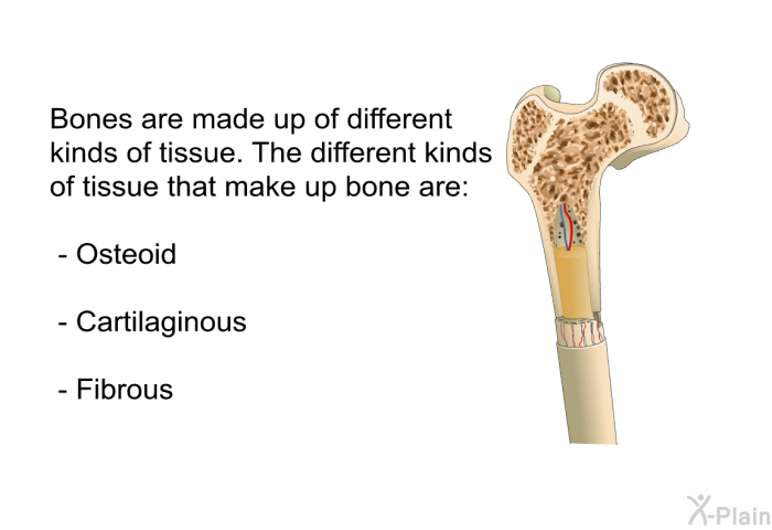 Bones are made up of different kinds of tissue. The different kinds of tissue that make up bone are:  Osteoid Cartilaginous Fibrous