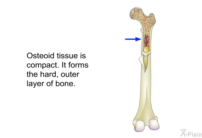 Osteoid tissue is compact. It forms the hard, outer layer of bone.