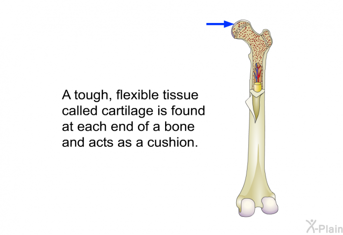 A tough, flexible tissue called cartilage is found at each end of a bone and acts as a cushion.