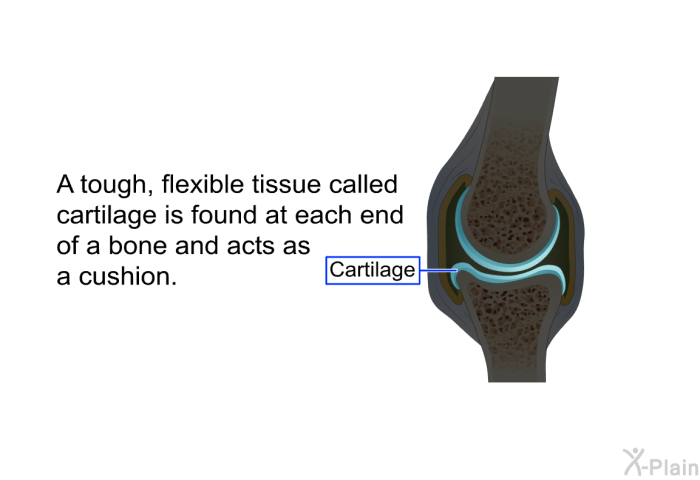 A tough, flexible tissue called cartilage is found at each end of a bone and acts as a cushion.