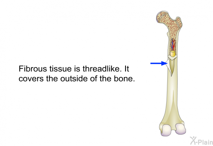 Fibrous tissue is threadlike. It covers the outside of the bone.