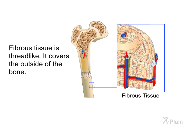 Fibrous tissue is threadlike. It covers the outside of the bone.