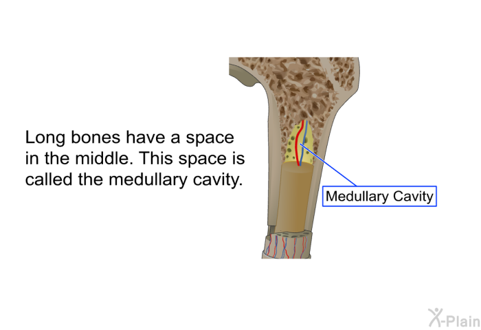 Long bones have a space in the middle. This space is called the medullary cavity.