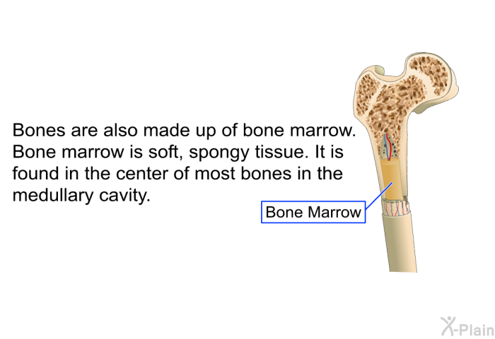 Bones are also made up of bone marrow. Bone marrow is soft, spongy tissue. It is found in the center of most bones in the medullary cavity.