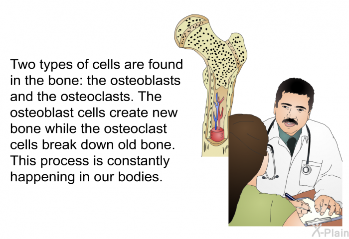 Two types of cells are found in the bone: the osteoblasts and the osteoclasts. The osteoblast cells create new bone while the osteoclast cells break down old bone. This process is constantly happening in our bodies.