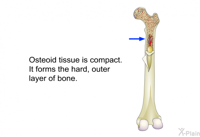 Osteoid tissue is compact. It forms the hard, outer layer of bone.