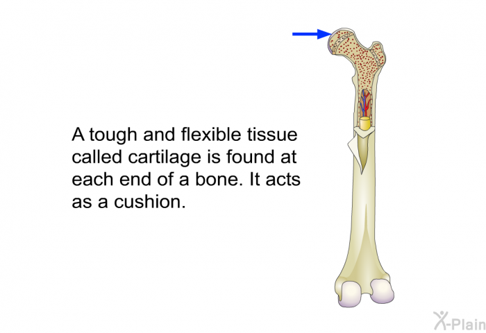 A tough and flexible tissue called cartilage is found at each end of a bone. It acts as a cushion.