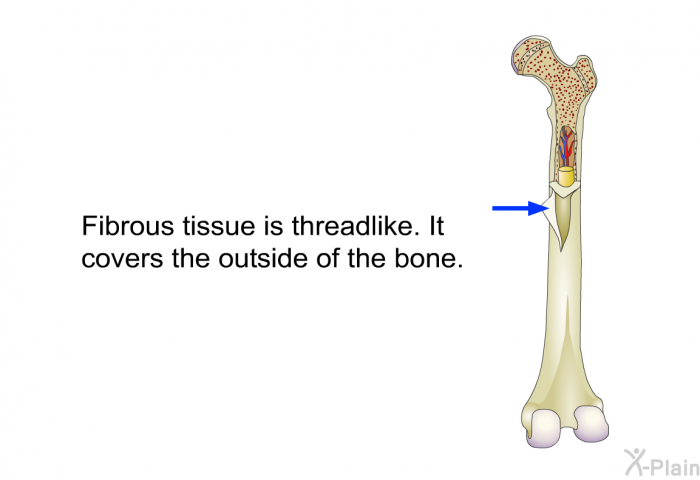 Fibrous tissue is threadlike. It covers the outside of the bone.