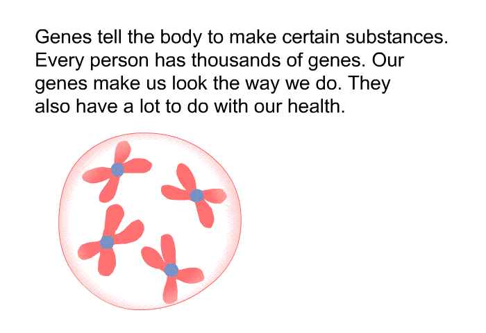 Genes tell the body to make certain substances. Every person has thousands of genes. Our genes make us look the way we do. They also have a lot to do with our health.