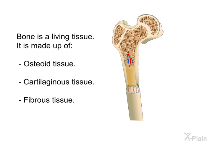 Bone is a living tissue. It is made up of:  Osteoid tissue. Cartilaginous tissue. Fibrous tissue.