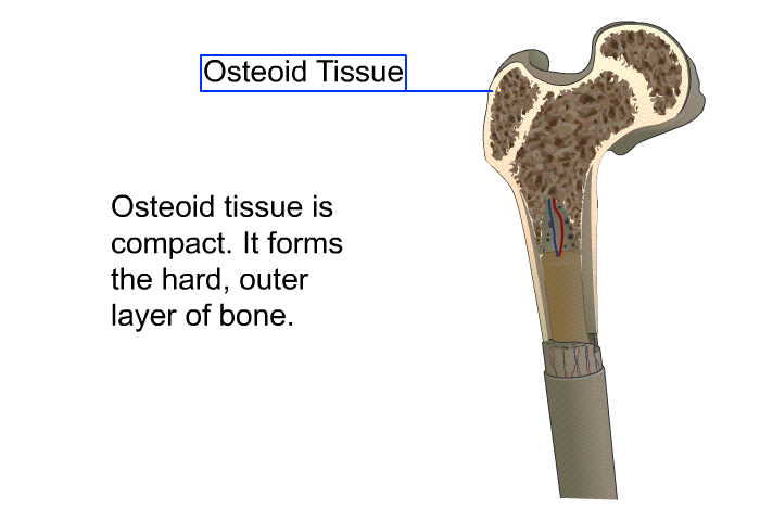 Osteoid tissue is compact. It forms the hard, outer layer of bone.