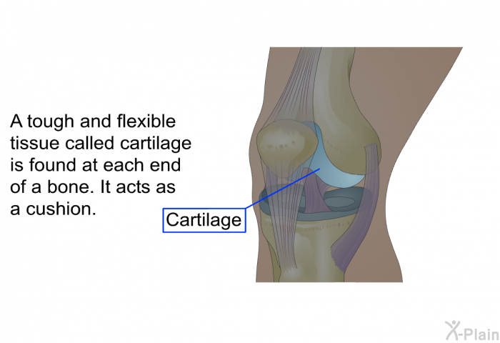 A tough and flexible tissue called cartilage is found at each end of a bone. It acts as a cushion.