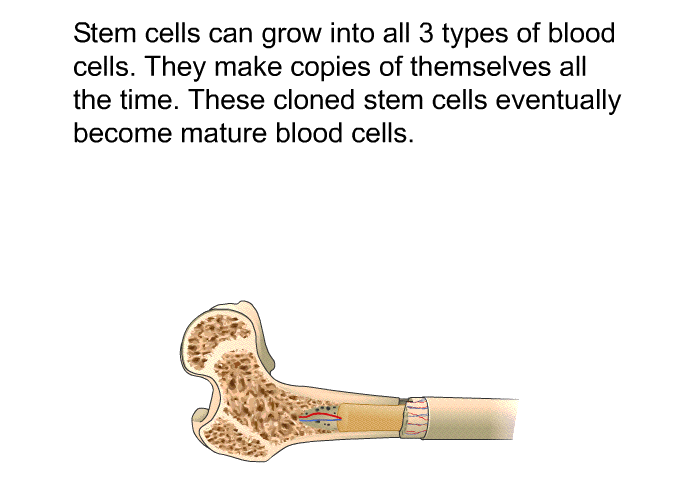 Stem cells can grow into all 3 types of blood cells. They make copies of themselves all the time. These cloned stem cells eventually become mature blood cells.