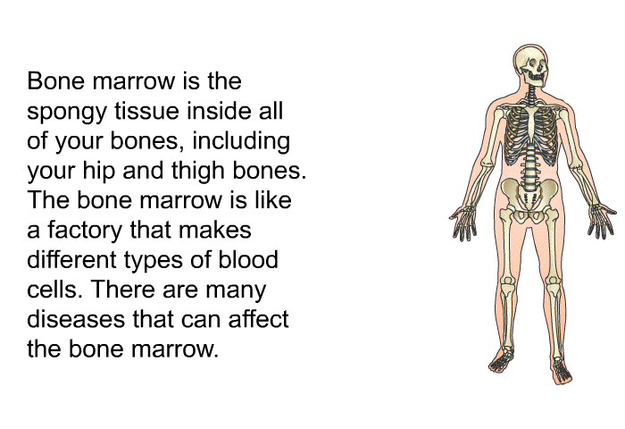 Bone marrow is the spongy tissue inside all of your bones, including your hip and thigh bones. The bone marrow is like a factory that makes different types of blood cells. There are many diseases that can affect the bone marrow.