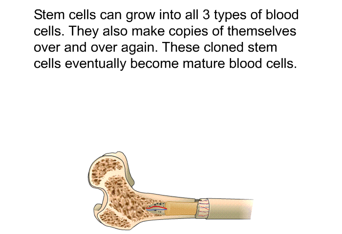 Stem cells can grow into all 3 types of blood cells. They also make copies of themselves over and over again. These cloned stem cells eventually become mature blood cells.