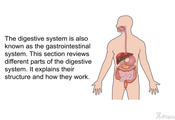 The digestive system is also known as the gastrointestinal system. This section reviews different parts of the digestive system. It explains their structure and how they work.