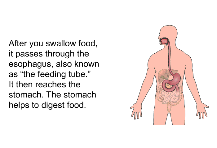 After you swallow food, it passes through the esophagus, also known as “the feeding tube.” It then reaches the stomach. The stomach helps to digest food.