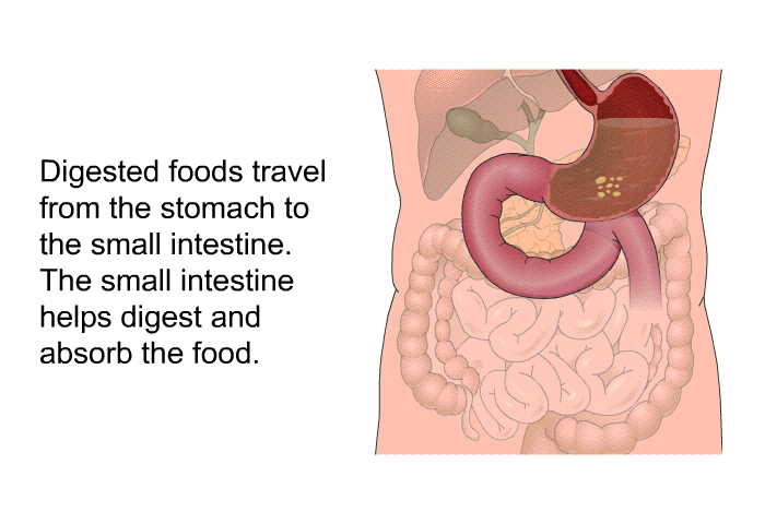 Digested foods travel from the stomach to the small intestine. The small intestine helps digest and absorb the food.