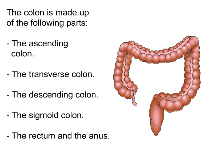 The colon is made up of the following parts:  The ascending colon. The transverse colon. The descending colon. The sigmoid colon. The rectum and the anus.