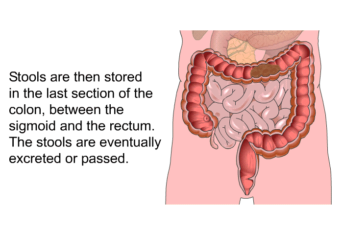Stools are then stored in the last section of the colon, between the sigmoid and the rectum. The stools are eventually excreted or passed.