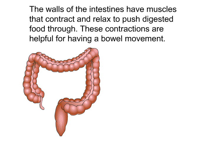 The walls of the intestines have muscles that contract and relax to push digested food through. These contractions are helpful for having a bowel movement.