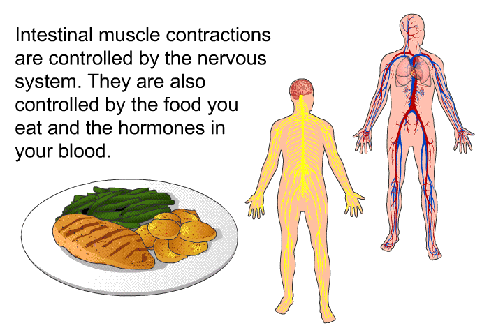 Intestinal muscle contractions are controlled by the nervous system. They are also controlled by the food you eat and the hormones in your blood.