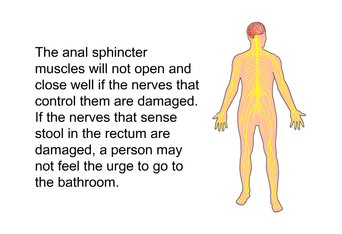 The anal sphincter muscles will not open and close well if the nerves that control them are damaged. If the nerves that sense stool in the rectum are damaged, a person may not feel the urge to go to the bathroom.