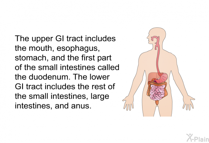 The upper GI tract includes the mouth, esophagus, stomach, and the first part of the small intestines called the duodenum. The lower GI tract includes the rest of the small intestines, large intestines, and anus.