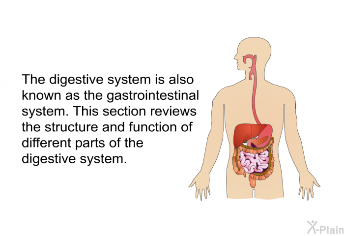 The digestive system is also known as the gastrointestinal system. This section reviews the structure and function of different parts of the digestive system.