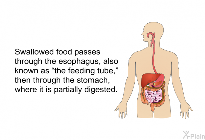 Swallowed food passes through the esophagus, also known as “the feeding tube,” then through the stomach, where it is partially digested.