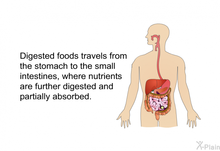 Digested foods travels from the stomach to the small intestines, where nutrients are further digested and partially absorbed.