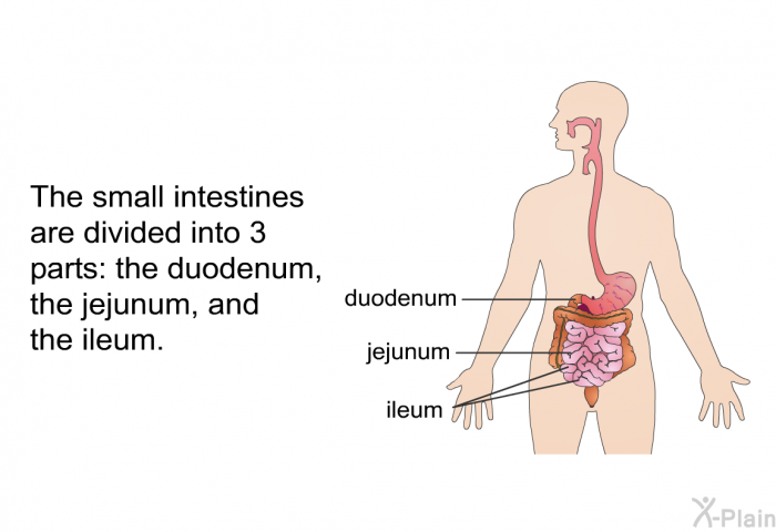 The small intestines are divided into 3 parts: the duodenum, the jejunum, and the ileum.