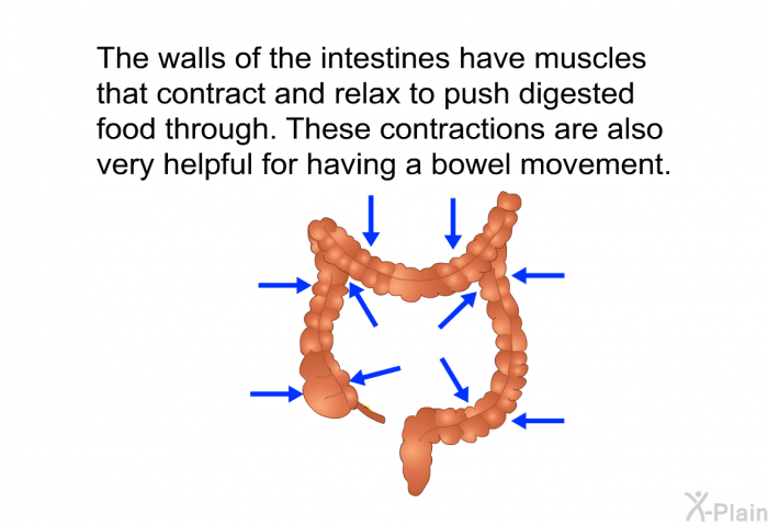 The walls of the intestines have muscles that contract and relax to push digested food through. These contractions are also very helpful for having a bowel movement.