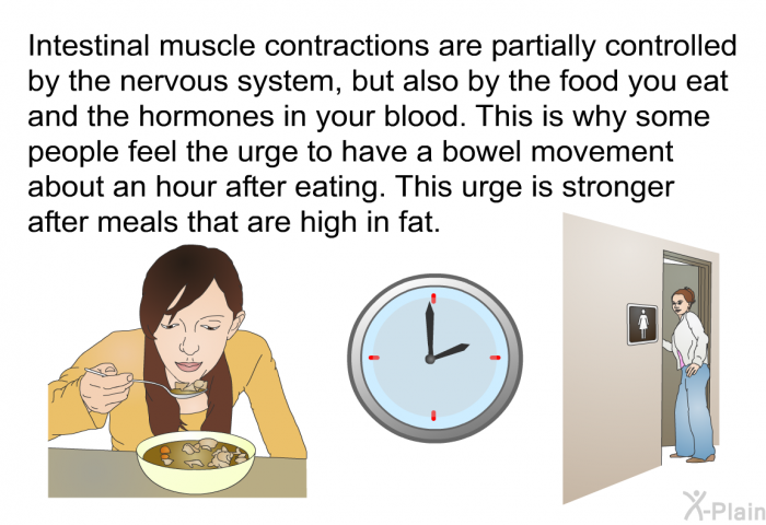 Intestinal muscle contractions are partially controlled by the nervous system, but also by the food you eat and the hormones in your blood. This is why some people feel the urge to have a bowel movement about an hour after eating. This urge is stronger after meals that are high in fat.