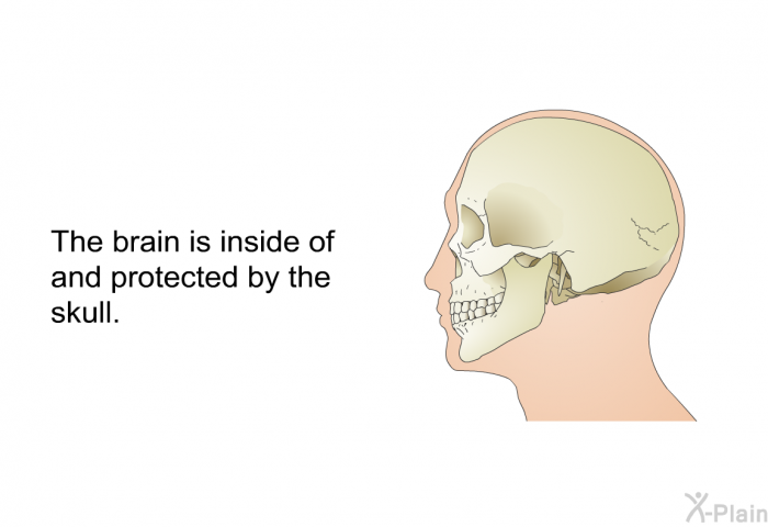 The brain is inside of and protected by the skull.