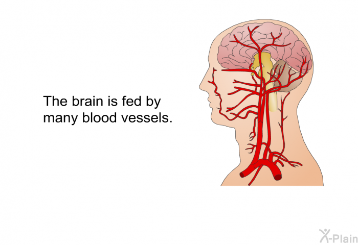 The brain is fed by many blood vessels.