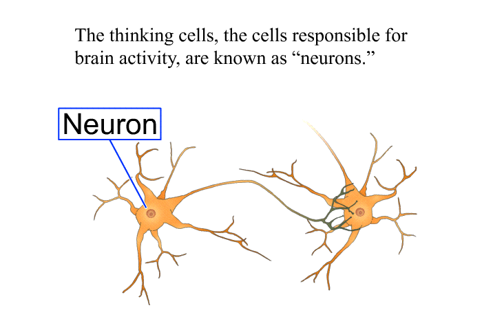 The thinking cells, the cells responsible for brain activity, are known as “neurons.”