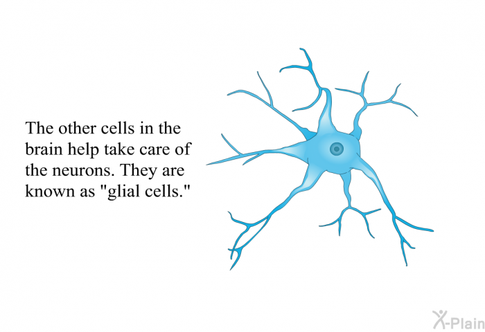 The other cells in the brain help take care of the neurons. They are known as “glial cells.”