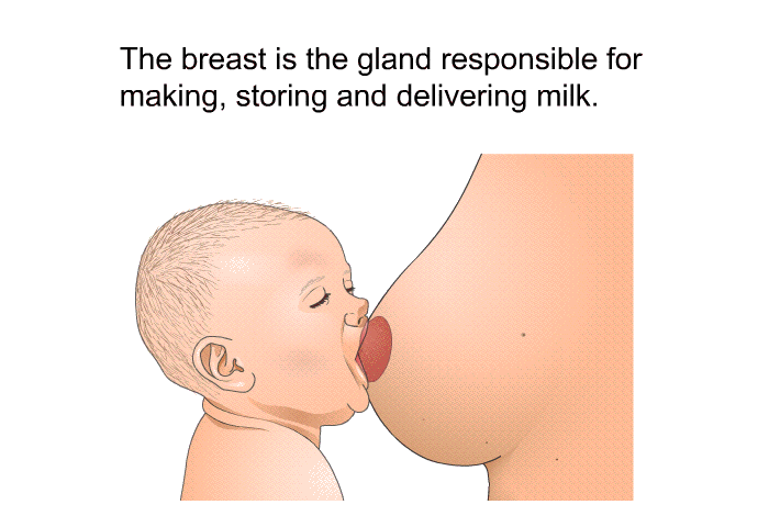 The breast is the gland responsible for making, storing and delivering milk.