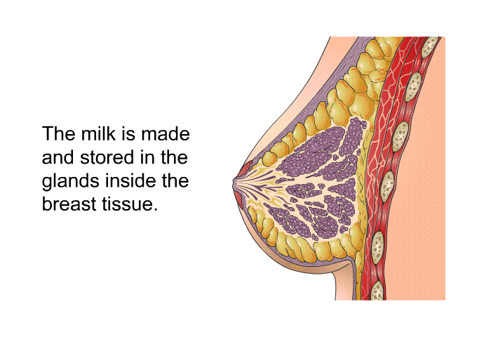 The milk is made and stored in the glands inside the breast tissue.