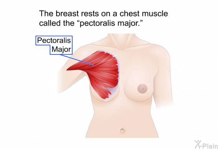 The breast rests on a chest muscle called the “pectoralis major.”