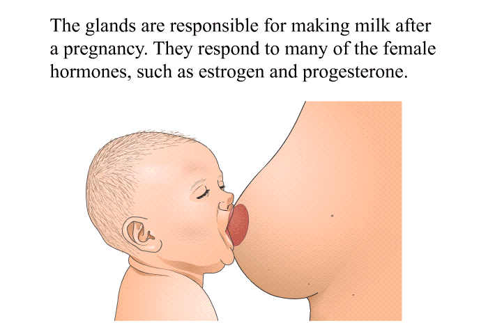 The glands are responsible for making milk after a pregnancy. They respond to many of the female hormones, such as estrogen and progesterone.